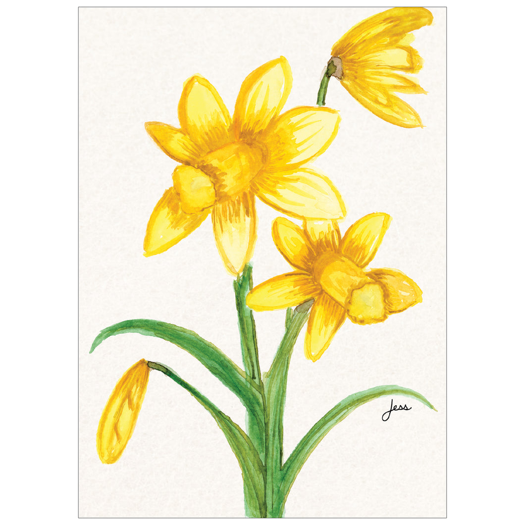 Graceful Daffodils 8 Count